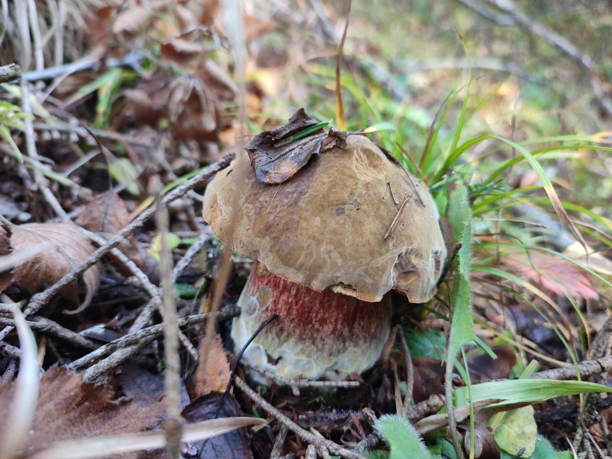 ホテル Milusia ムシナ エクステリア 写真