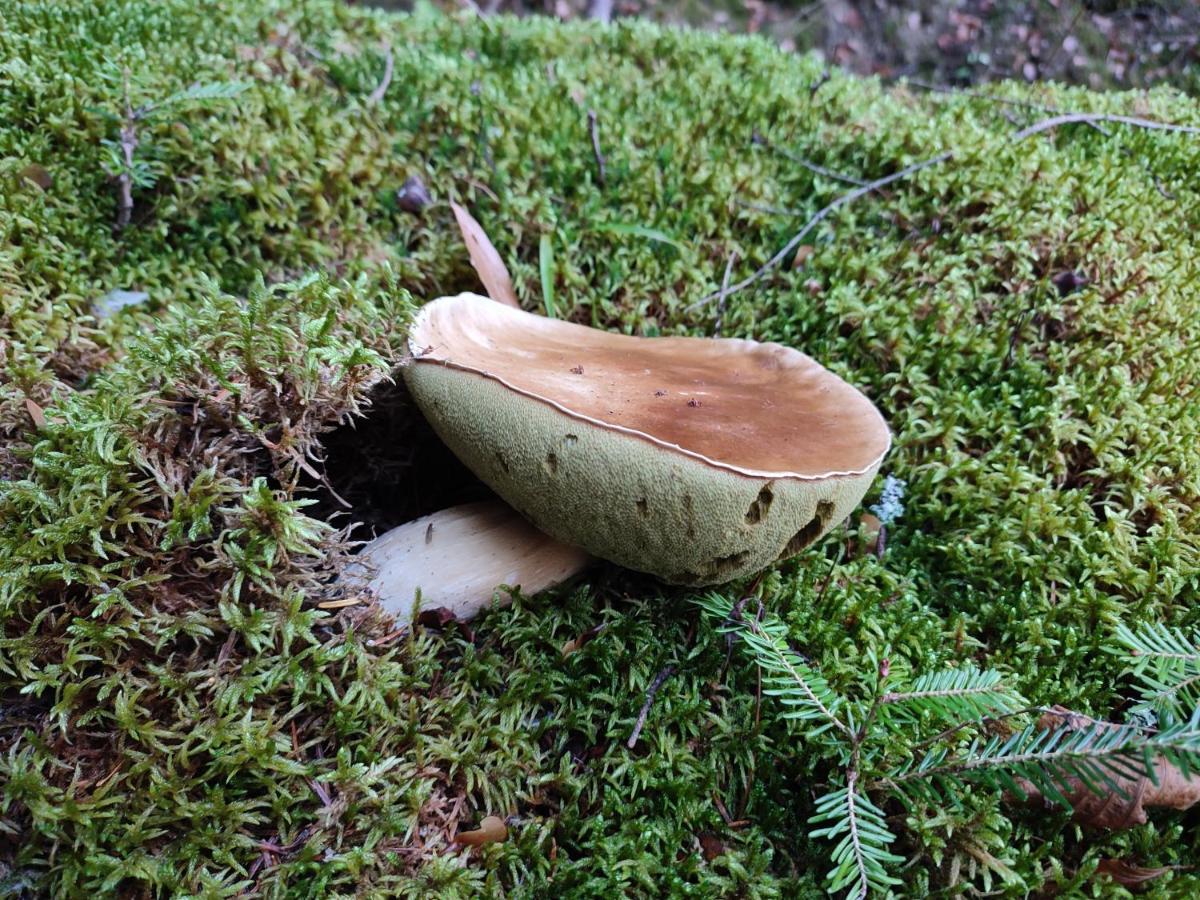ホテル Milusia ムシナ エクステリア 写真